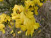 gorse-006.jpg (46976 bytes)