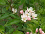 appleblossom02.JPG (867466 bytes)