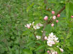 appletree02.JPG (419787 bytes)