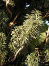 yew-005.jpg (210961 bytes)