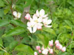 appleblossom01.JPG (871762 bytes)