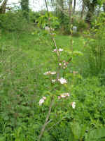 appletree01.JPG (609286 bytes)