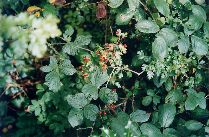 herb trees image search results