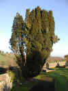 yew-004.jpg (184018 bytes)