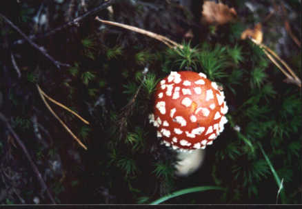 Flyer Garrick Mushroom
