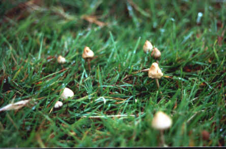 Fungi Liberty Caps data
