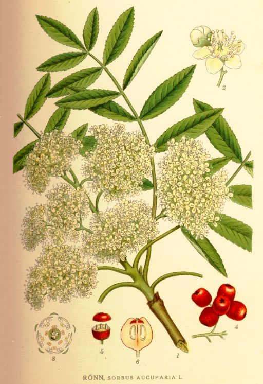 A Rowan Tree