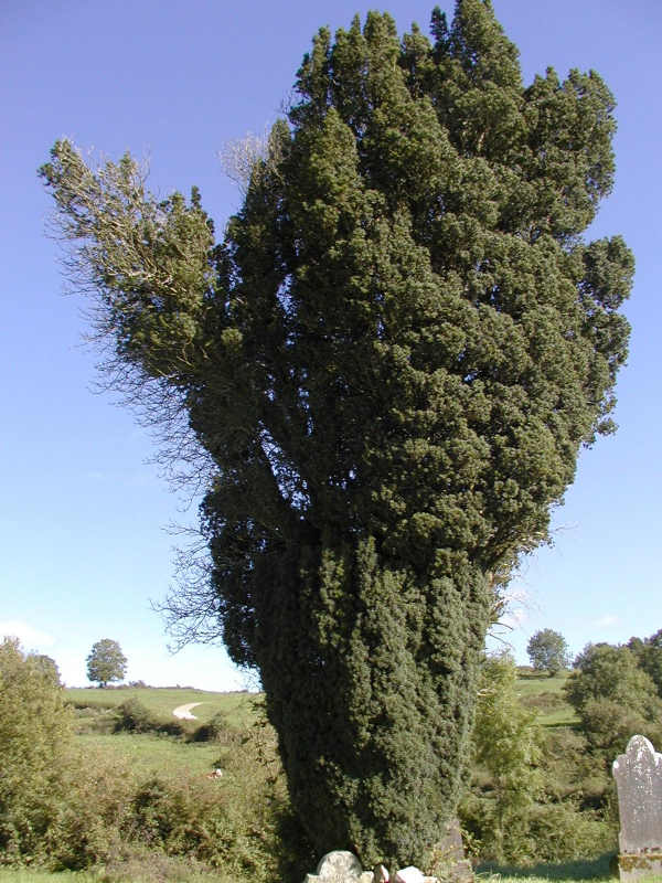 Yew Tree