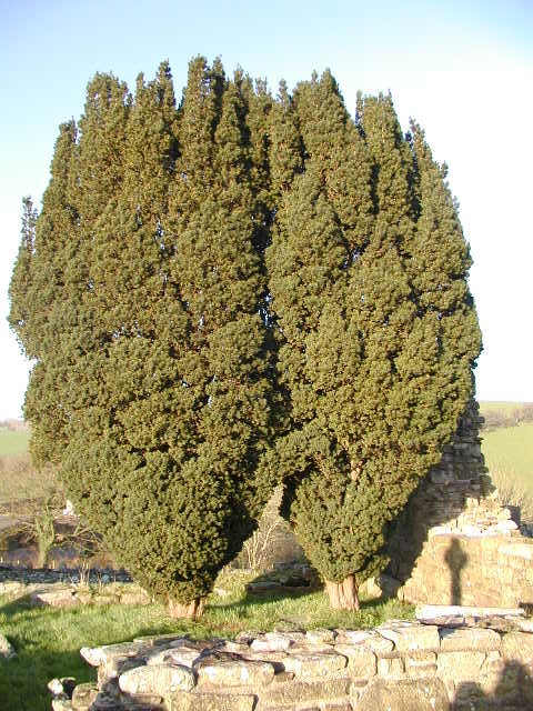 english yew tree