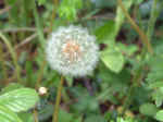 dandelion02.JPG (847986 bytes)