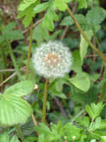 dandelion05.JPG (819536 bytes)