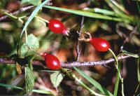 Photo2.JPG (200896 bytes)