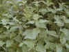 nettle-002.JPG (72144 bytes)
