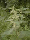 nettle-004.JPG (280844 bytes)