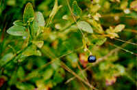 bilberry1.jpg (48475 bytes)