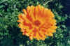 marigold-001.jpg (52299 bytes)