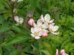 appleblossom03.JPG (882049 bytes)