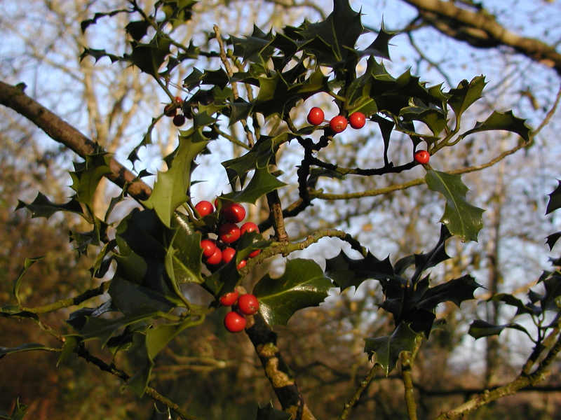 holly-011.jpg (890621 bytes)