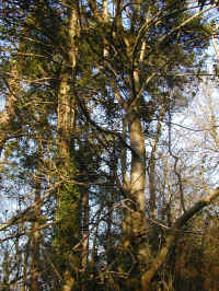 holly-008.jpg (1514375 bytes)