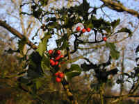 holly-011.jpg (890621 bytes)