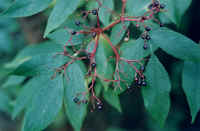 elderberry4.jpg (37071 bytes)