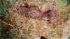 cgydsp-004.jpg (100387 bytes)