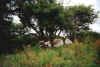 gkct&scp1.JPG (24871 bytes)