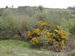 gorse-004.jpg (78899 bytes)