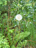 dandelion01.JPG (1282364 bytes)