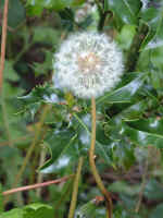 dandelion03.JPG (956810 bytes)