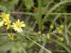rgwt002.jpg (45085 bytes)