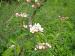 appleblossom04.JPG (423132 bytes)