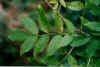 ashleaves.jpg (35283 bytes)